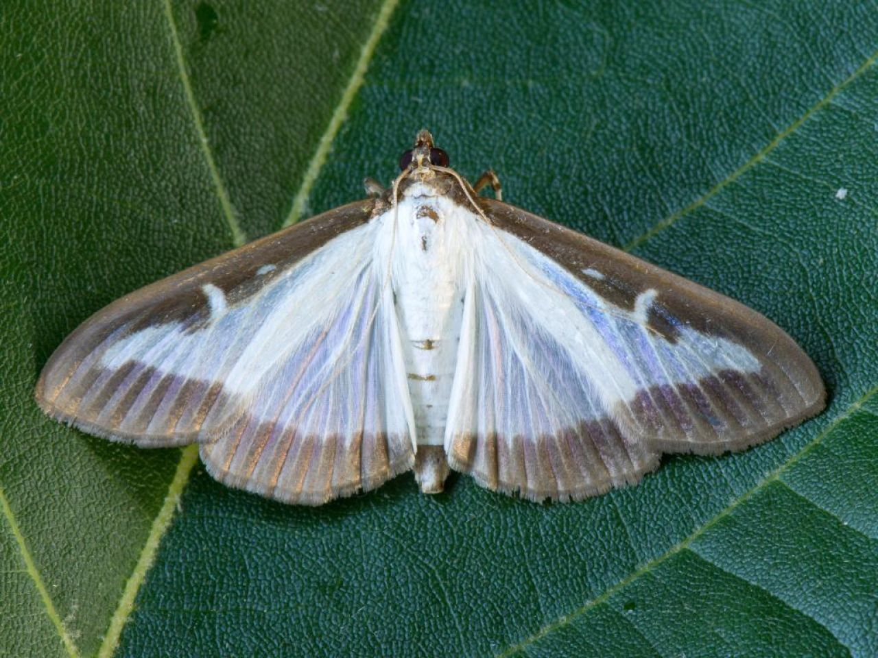 An adult box tree moth on a leaf