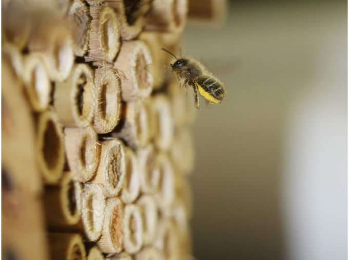 A pollen-laden mason bee returns to her nesting cavity