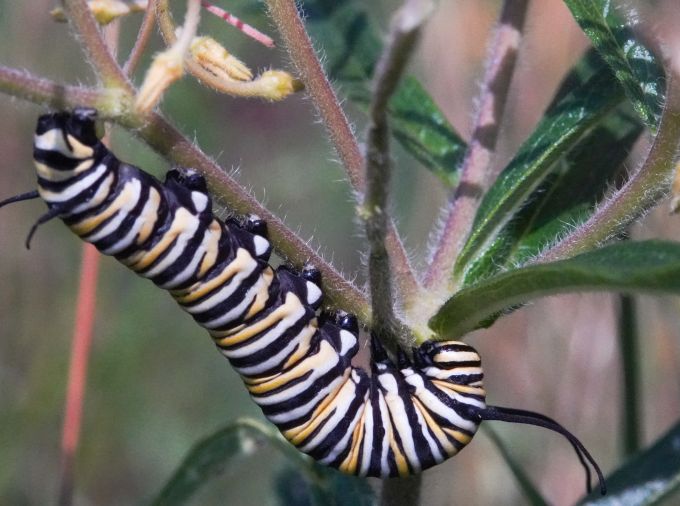 A monarch caterpillar