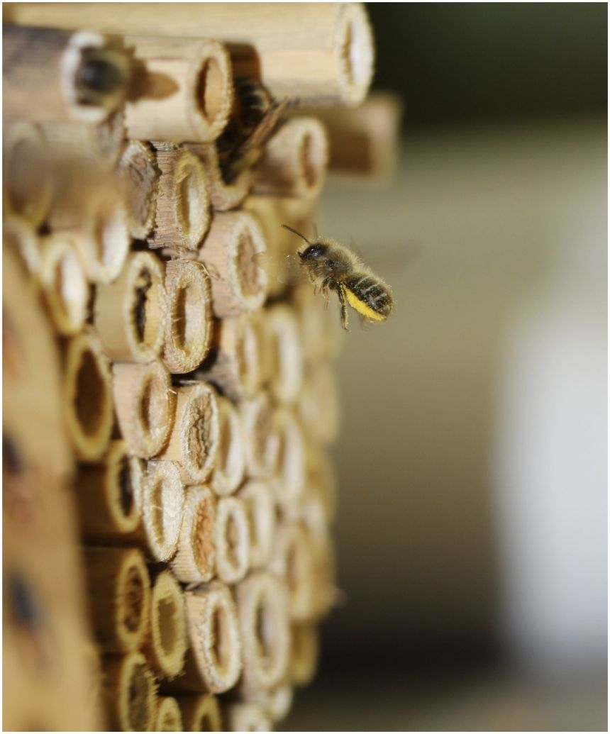 A pollen-laden mason bee returns to her nesting cavity