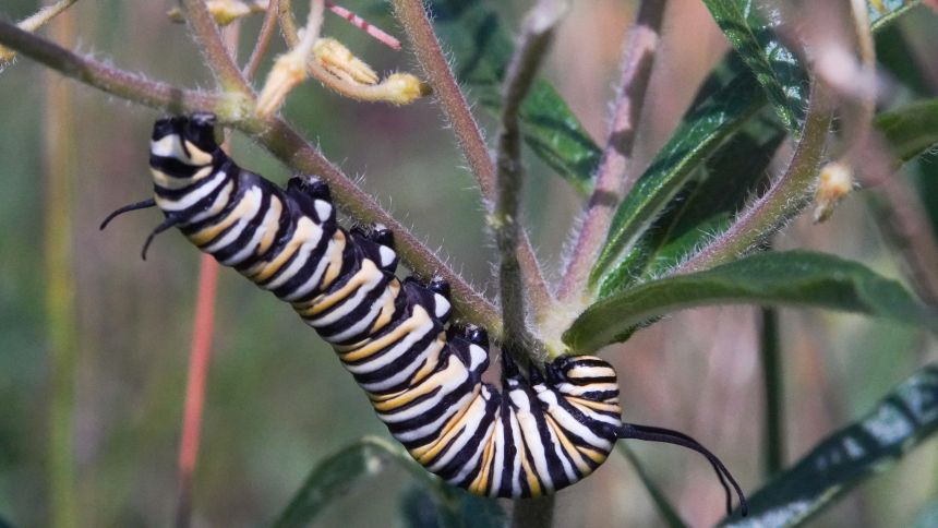 A monarch caterpillar